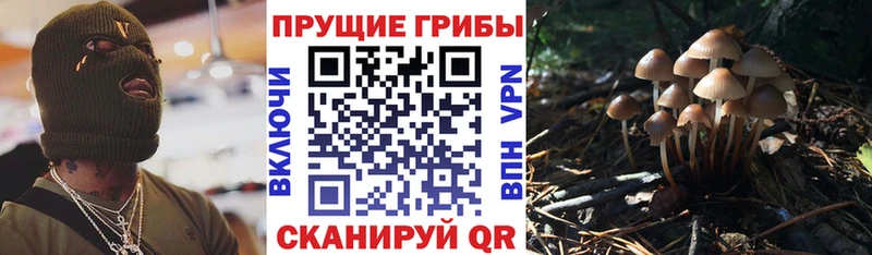 купить закладку  Сураж  Псилоцибиновые грибы Cubensis 